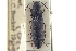 ( - CNC COLEO 00158073)  @11 [ ] CreativeCommons - Attribution (2012) CBG Photography Group Centre for Biodiversity Genomics
