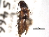  ( - CNC COLEO 00158242)  @11 [ ] CreativeCommons - Attribution (2012) CNC/CBG Photography Group Centre for Biodiversity Genomics