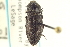  (Hadromorphus - CNC COLEO 00158243)  @14 [ ] CreativeCommons - Attribution (2012) CNC/CBG Photography Group Centre for Biodiversity Genomics
