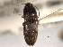  ( - CNC COLEO 00158269)  @11 [ ] CreativeCommons - Attribution (2012) CNC/CBG Photography Group Centre for Biodiversity Genomics