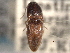  (Monocrepidius blandulus - CNC COLEO 00158274)  @11 [ ] CreativeCommons - Attribution (2012) CNC/CBG Photography Group Centre for Biodiversity Genomics