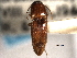  ( - CNC COLEO 00158276)  @11 [ ] CreativeCommons - Attribution (2012) CNC/CBG Photography Group Centre for Biodiversity Genomics