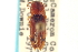  (Monocrepidius browni - CNC COLEO 00158277)  @14 [ ] CreativeCommons - Attribution (2012) CNC/CBG Photography Group Centre for Biodiversity Genomics