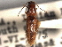  (Monocrepidius debilis - CNC COLEO 00158279)  @11 [ ] CreativeCommons - Attribution (2012) CNC/CBG Photography Group Centre for Biodiversity Genomics