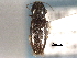  ( - CNC COLEO 00158432)  @11 [ ] CreativeCommons - Attribution (2012) CNC/CBG Photography Group Centre for Biodiversity Genomics