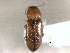  ( - CNC COLEO 00158435)  @11 [ ] CreativeCommons - Attribution (2012) CNC/CBG Photography Group Centre for Biodiversity Genomics