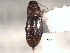  ( - CNC COLEO 00158436)  @11 [ ] CreativeCommons - Attribution (2012) CNC/CBG Photography Group Centre for Biodiversity Genomics