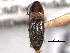  ( - CNC COLEO 00158481)  @11 [ ] CreativeCommons - Attribution (2012) CNC/CBG Photography Group Centre for Biodiversity Genomics