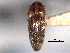  ( - CNC COLEO 00158493)  @11 [ ] CreativeCommons - Attribution (2012) CNC/CBG Photography Group Centre for Biodiversity Genomics