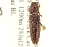 (Monocrepidius bicarinatus - CNC COLEO 00158504)  @14 [ ] CreativeCommons - Attribution (2012) CNC/CBG Photography Group Centre for Biodiversity Genomics