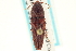  ( - CNC COLEO 00158513)  @11 [ ] CreativeCommons - Attribution (2012) CNC/CBG Photography Group Centre for Biodiversity Genomics