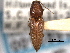  ( - CNC COLEO 00158518)  @11 [ ] CreativeCommons - Attribution (2012) CNC/CBG Photography Group Centre for Biodiversity Genomics