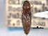  ( - CNC COLEO 00158519)  @11 [ ] CreativeCommons - Attribution (2012) CNC/CBG Photography Group Centre for Biodiversity Genomics