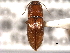  (Esthesopus - CNC COLEO 00158530)  @14 [ ] CreativeCommons - Attribution (2012) CNC/CBG Photography Group Centre for Biodiversity Genomics
