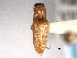  ( - CNC COLEO 00158545)  @11 [ ] CreativeCommons - Attribution (2012) CNC/CBG Photography Group Centre for Biodiversity Genomics