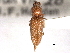  ( - CNC COLEO 00158546)  @11 [ ] CreativeCommons - Attribution (2012) CNC/CBG Photography Group Centre for Biodiversity Genomics