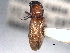  ( - CNC COLEO 00158547)  @12 [ ] CreativeCommons - Attribution (2012) CNC/CBG Photography Group Centre for Biodiversity Genomics