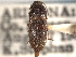  (Monocrepidius robustus - CNC COLEO 00158556)  @13 [ ] CreativeCommons - Attribution (2012) CNC/CBG Photography Group Centre for Biodiversity Genomics