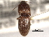  ( - CNC COLEO 00158557)  @11 [ ] CreativeCommons - Attribution (2012) CNC/CBG Photography Group Centre for Biodiversity Genomics