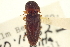  (Monocrepidius rudis - CNC COLEO 00158558)  @11 [ ] CreativeCommons - Attribution (2012) CNC/CBG Photography Group Centre for Biodiversity Genomics