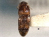  (Monocrepidius similis - CNC COLEO 00158561)  @11 [ ] CreativeCommons - Attribution (2012) CNC/CBG Photography Group Centre for Biodiversity Genomics