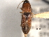  ( - CNC COLEO 00158562)  @11 [ ] CreativeCommons - Attribution (2012) CNC/CBG Photography Group Centre for Biodiversity Genomics