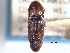  (Monocrepidius suturalis - CNC COLEO 00158563)  @14 [ ] CreativeCommons - Attribution (2012) CNC/CBG Photography Group Centre for Biodiversity Genomics
