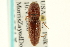  ( - CNC COLEO 00158573)  @13 [ ] CreativeCommons - Attribution (2012) CNC/CBG Photography Group Centre for Biodiversity Genomics