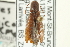  ( - CNC COLEO 00158606)  @11 [ ] CreativeCommons - Attribution (2012) CNC/CBG Photography Group Centre for Biodiversity Genomics
