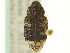  ( - CNC COLEOPT 06-01586)  @13 [ ] CreativeCommons - Attribution (2012) CNC/CBG Photography Group Centre for Biodiversity Genomics