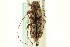  ( - CNC COLEO 00078416)  @11 [ ] CreativeCommons - Attribution (2012) CNC/CBG Photography Group Centre for Biodiversity Genomics