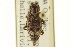  ( - CNC COLEO 00084303)  @11 [ ] CreativeCommons - Attribution (2012) CNC/CBG Photography Group Centre for Biodiversity Genomics