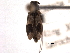  ( - CNC COLEO 00084515)  @11 [ ] CreativeCommons - Attribution (2012) CNC/CBG Photography Group Centre for Biodiversity Genomics