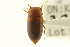  (Celina hubbelli - CNC COLEO 00149543)  @11 [ ] CreativeCommons - Attribution (2012) CNC/CBG Photography Group Centre for Biodiversity Genomics