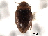  (Uvarus suburbanus - CNC COLEO 00149886)  @11 [ ] CreativeCommons - Attribution (2012) CNC/CBG Photography Group Centre for Biodiversity Genomics