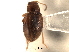  ( - CNC COLEO 00151798)  @11 [ ] CreativeCommons - Attribution (2012) CNC/CBG Photography Group Centre for Biodiversity Genomics