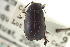  (Kuschelina lugens - CNC COLEO 00151899)  @14 [ ] CreativeCommons - Attribution (2012) CNC/CBG Photography Group Centre for Biodiversity Genomics