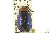  (Kuschelina thoracica - CNC COLEO 00151901)  @14 [ ] CreativeCommons - Attribution (2012) CNC/CBG Photography Group Centre for Biodiversity Genomics