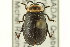  (Kuschelina vians - CNC COLEO 00151905)  @14 [ ] CreativeCommons - Attribution (2012) CNC/CBG Photography Group Centre for Biodiversity Genomics