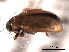  ( - CNC COLEO 00151937)  @12 [ ] CreativeCommons - Attribution (2012) CNC/CBG Photography Group Centre for Biodiversity Genomics