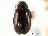  (Psylliodes convexior - CNC COLEO 00151939)  @11 [ ] CreativeCommons - Attribution (2012) CNC/CBG Photography Group Centre for Biodiversity Genomics