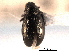  (Psylliodes credens - CNC COLEO 00151946)  @11 [ ] CreativeCommons - Attribution (2012) CNC/CBG Photography Group Centre for Biodiversity Genomics