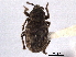  (Lepidophorus pumilus - CNC COLEO 00153432)  @11 [ ] CreativeCommons - Attribution (2012) CNC/CBG Photography Group Centre for Biodiversity Genomics