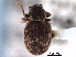  ( - CNC COLEO 00153435)  @11 [ ] CreativeCommons - Attribution (2012) CNC/CBG Photography Group Centre for Biodiversity Genomics