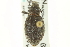  (Trichalophus granicollis - CNC COLEO 00153444)  @11 [ ] CreativeCommons - Attribution (2012) CNC/CBG Photography Group Centre for Biodiversity Genomics