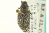  (Trichalophus simplex - CNC COLEO 00153446)  @11 [ ] CreativeCommons - Attribution (2012) CNC/CBG Photography Group Centre for Biodiversity Genomics