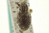  ( - CNC COLEO 00153465)  @11 [ ] CreativeCommons - Attribution (2012) CNC/CBG Photography Group Centre for Biodiversity Genomics