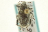  ( - CNC COLEO 00153466)  @11 [ ] CreativeCommons - Attribution (2012) CNC/CBG Photography Group Centre for Biodiversity Genomics