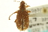  (Pachyrhinus ferrugineus - CNC COLEO 00153539)  @11 [ ] CreativeCommons - Attribution (2012) CNC/CBG Photography Group Centre for Biodiversity Genomics