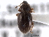  (Exomias pellucidus - CNC COLEO 00153553)  @14 [ ] CreativeCommons - Attribution (2012) CNC/CBG Photography Group Centre for Biodiversity Genomics